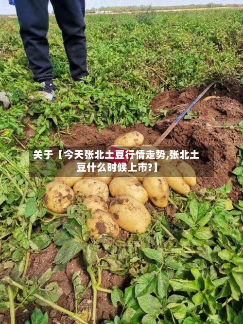 关于【今天张北土豆行情走势,张北土豆什么时候上市?】