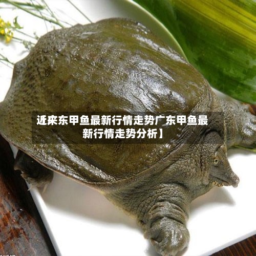 近来【广东甲鱼最新行情走势广东甲鱼最新行情走势分析】-第2张图片