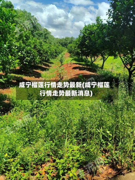咸宁榴莲行情走势最新(咸宁榴莲行情走势最新消息)