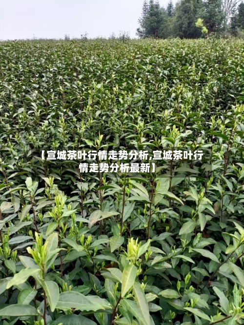 【宣城茶叶行情走势分析,宣城茶叶行情走势分析最新】