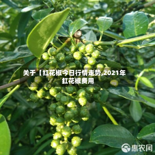 关于【红花椒今日行情走势,2021年红花椒费用】-第3张图片