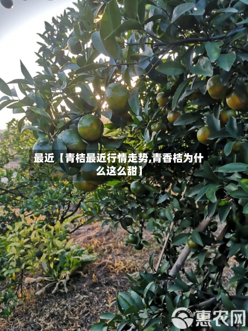 最近【青桔最近行情走势,青香桔为什么这么甜】