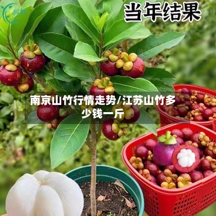 南京山竹行情走势/江苏山竹多少钱一斤-第2张图片