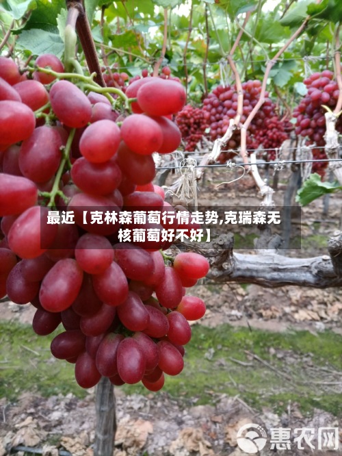 最近【克林森葡萄行情走势,克瑞森无核葡萄好不好】-第2张图片