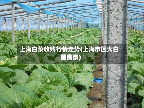上海白菜收购行情走势(上海市区大白菜费用是多少)-第3张图片