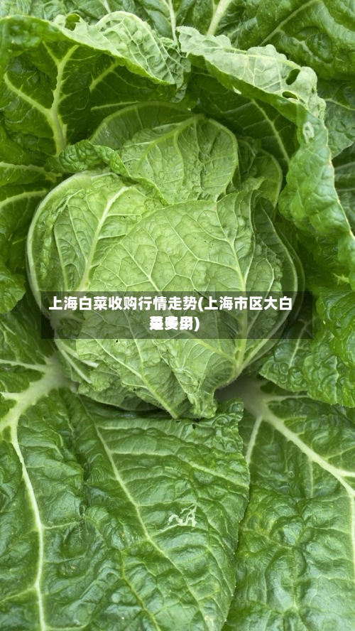 上海白菜收购行情走势(上海市区大白菜费用是多少)