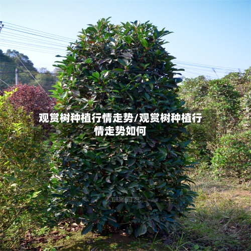 观赏树种植行情走势/观赏树种植行情走势如何