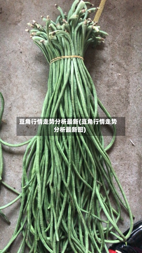 豆角行情走势分析最新(豆角行情走势分析最新图)