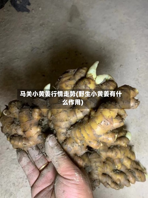 马关小黄姜行情走势(野生小黄姜有什么作用)