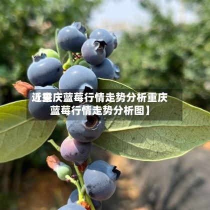 近来【重庆蓝莓行情走势分析重庆蓝莓行情走势分析图】