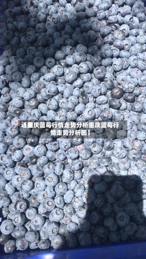 近来【重庆蓝莓行情走势分析重庆蓝莓行情走势分析图】-第2张图片