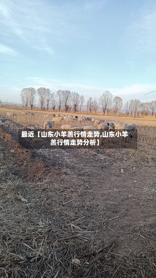 最近【山东小羊羔行情走势,山东小羊羔行情走势分析】-第2张图片