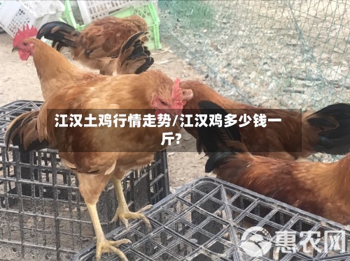 江汉土鸡行情走势/江汉鸡多少钱一斤?-第3张图片
