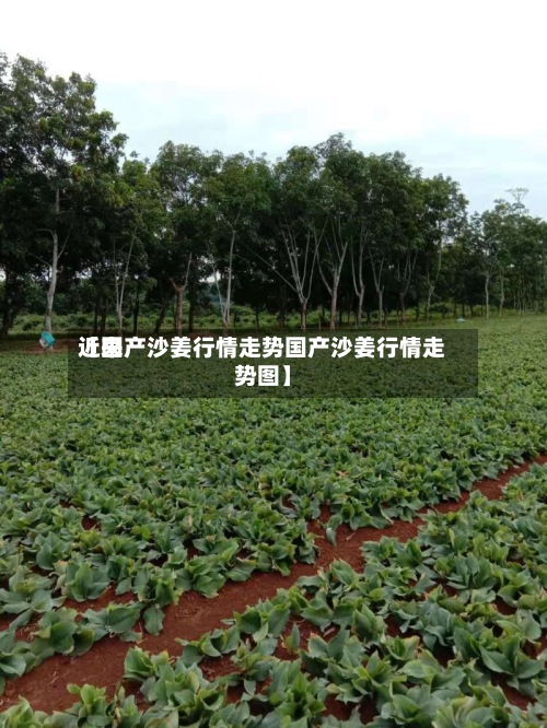 近来【国产沙姜行情走势国产沙姜行情走势图】-第2张图片