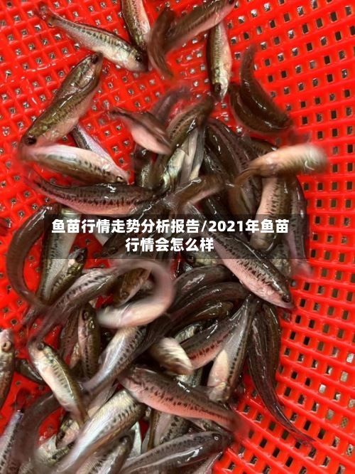 鱼苗行情走势分析报告/2021年鱼苗行情会怎么样-第2张图片