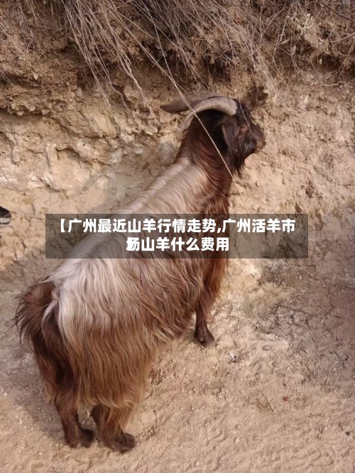 【广州最近山羊行情走势,广州活羊市场山羊什么费用】