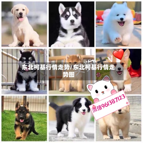 东北柯基行情走势/东北柯基行情走势图-第2张图片