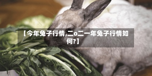 【今年兔子行情,二o二一年兔子行情如何?】-第3张图片