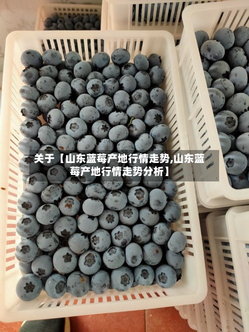 关于【山东蓝莓产地行情走势,山东蓝莓产地行情走势分析】