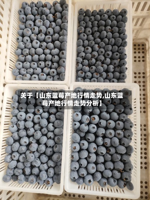 关于【山东蓝莓产地行情走势,山东蓝莓产地行情走势分析】-第2张图片