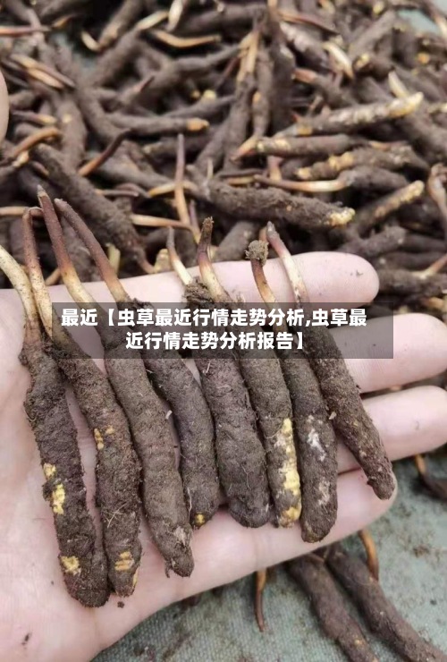 最近【虫草最近行情走势分析,虫草最近行情走势分析报告】