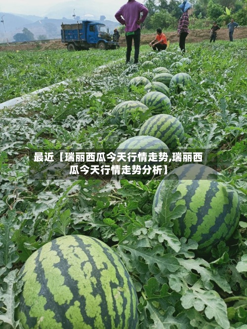 最近【瑞丽西瓜今天行情走势,瑞丽西瓜今天行情走势分析】