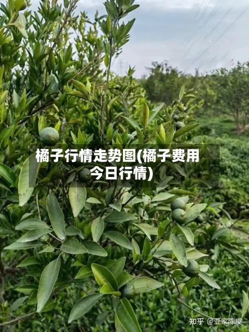 橘子行情走势图(橘子费用今日行情)
