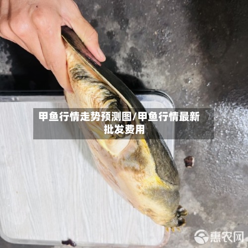 甲鱼行情走势预测图/甲鱼行情最新批发费用-第3张图片