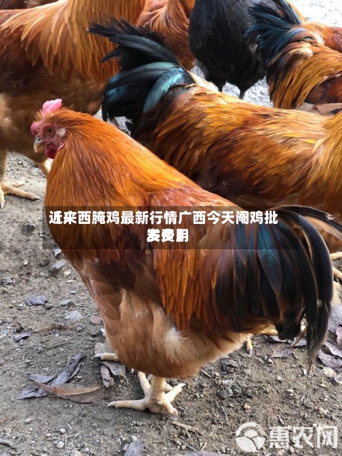 近来【广西腌鸡最新行情广西今天阉鸡批发费用多少】-第2张图片