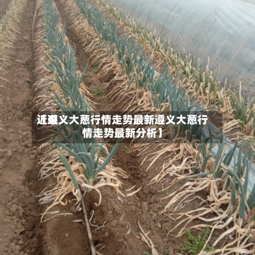 近来【遵义大葱行情走势最新遵义大葱行情走势最新分析】