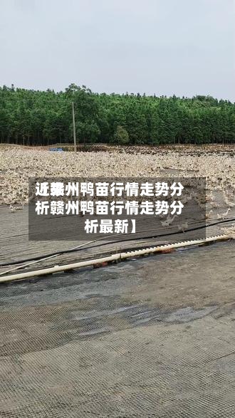 近来【赣州鸭苗行情走势分析赣州鸭苗行情走势分析最新】