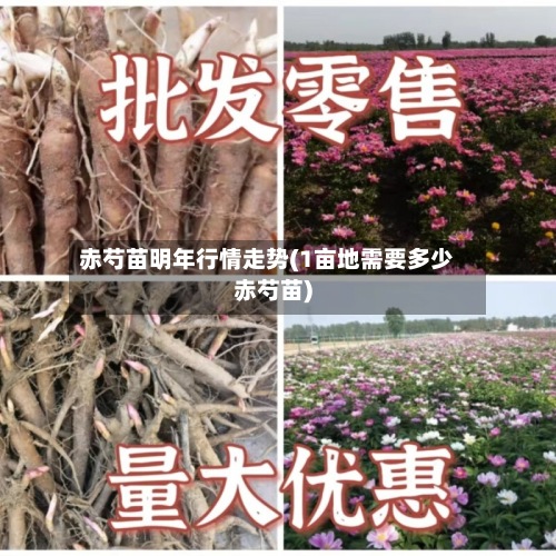赤芍苗明年行情走势(1亩地需要多少赤芍苗)