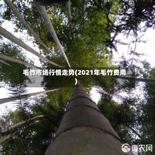 毛竹市场行情走势(2021年毛竹费用)