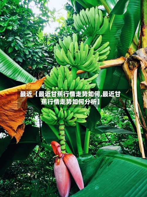 最近【最近甘蕉行情走势如何,最近甘蕉行情走势如何分析】