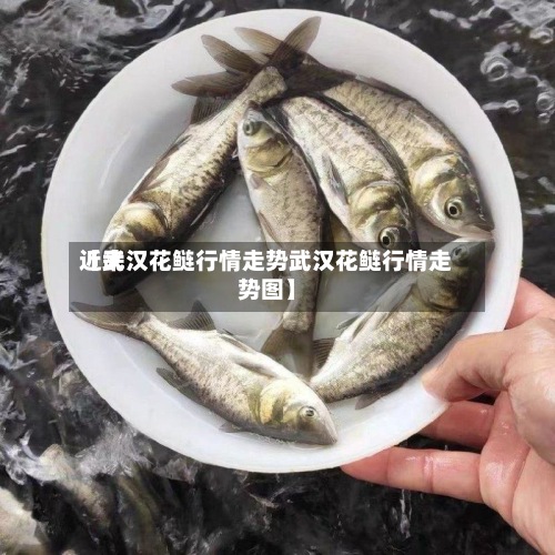 近来【武汉花鲢行情走势武汉花鲢行情走势图】