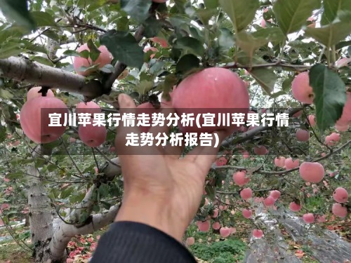 宜川苹果行情走势分析(宜川苹果行情走势分析报告)