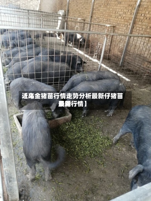 近来【乌金猪苗行情走势分析最新仔猪苗费用最新行情】-第3张图片