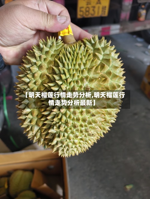 【明天榴莲行情走势分析,明天榴莲行情走势分析最新】-第2张图片