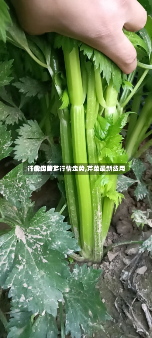 【虎门西芹行情走势,芹菜最新费用行情走势】-第2张图片