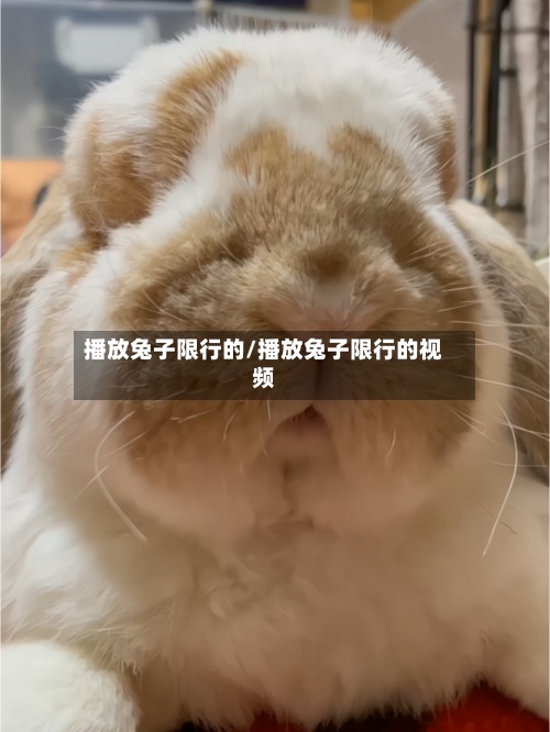 播放兔子限行的/播放兔子限行的视频