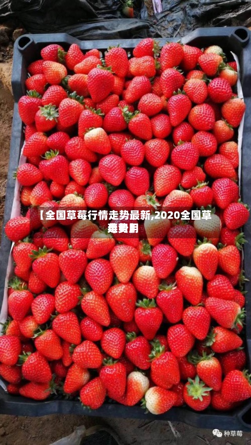 【全国草莓行情走势最新,2020全国草莓费用走势】-第2张图片