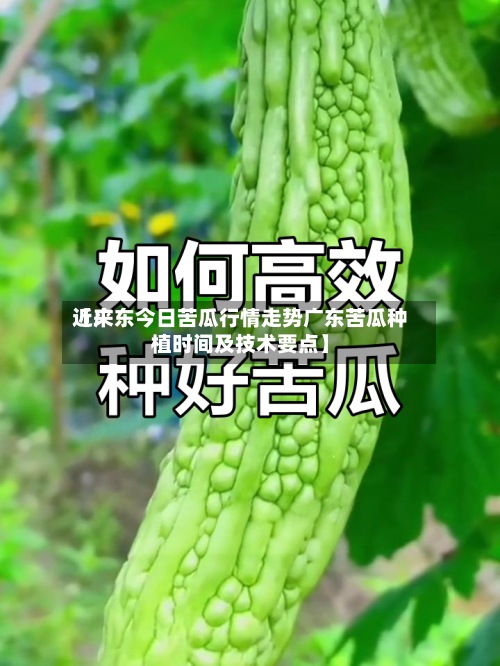 近来【广东今日苦瓜行情走势广东苦瓜种植时间及技术要点】-第2张图片