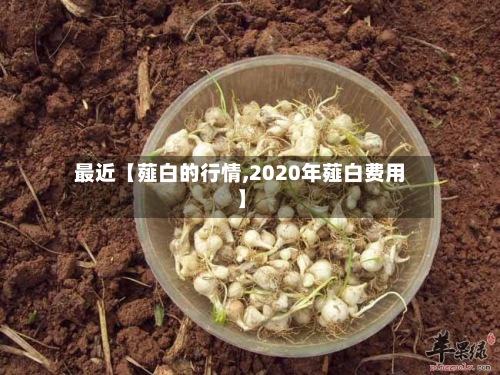最近【薤白的行情,2020年薤白费用】