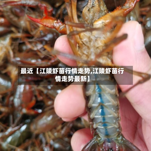 最近【江陵虾苗行情走势,江陵虾苗行情走势最新】