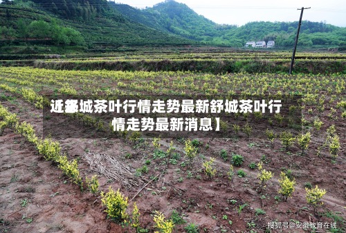 近来【舒城茶叶行情走势最新舒城茶叶行情走势最新消息】