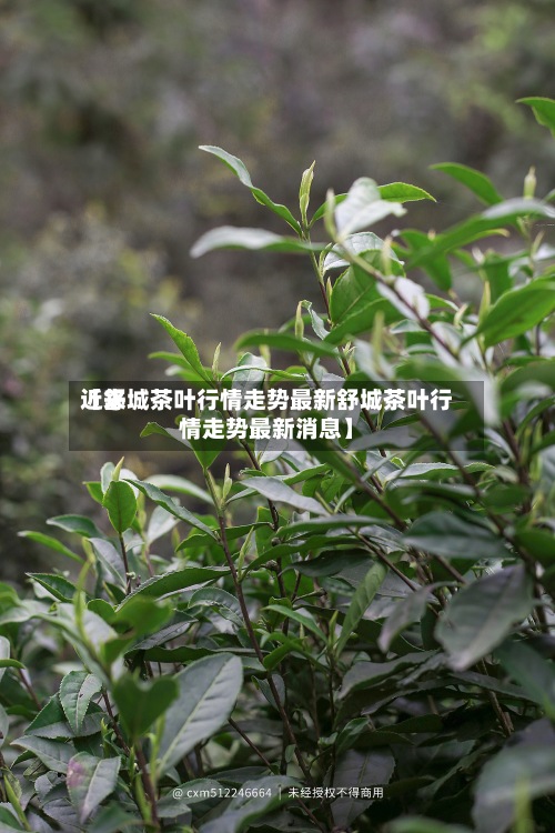 近来【舒城茶叶行情走势最新舒城茶叶行情走势最新消息】-第2张图片