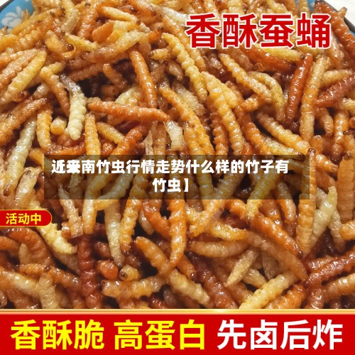 近来【云南竹虫行情走势什么样的竹子有竹虫】-第2张图片
