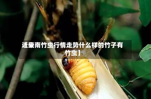 近来【云南竹虫行情走势什么样的竹子有竹虫】