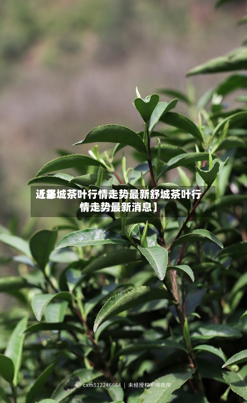 近来【舒城茶叶行情走势最新舒城茶叶行情走势最新消息】-第3张图片