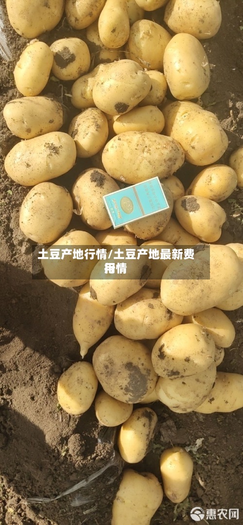 土豆产地行情/土豆产地最新费用行情
